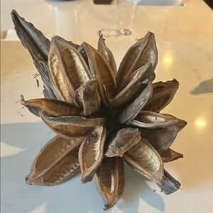 Anthropologie Rustic Brown Seed Pod Decor